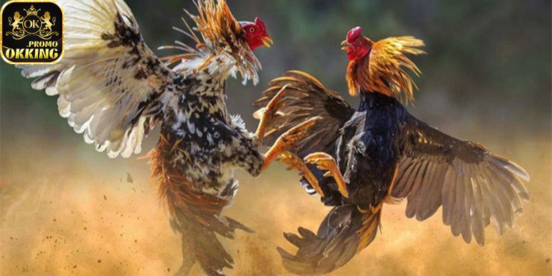 Đá gà okking sảnh chơi chất lượng
