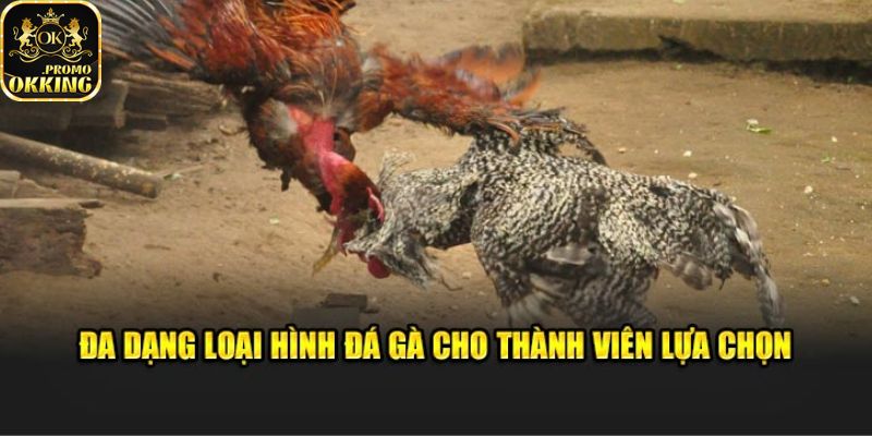 Nhiều loại hình đá gà hấp dẫn